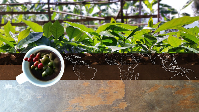 What is the Coffee Bean Belt?